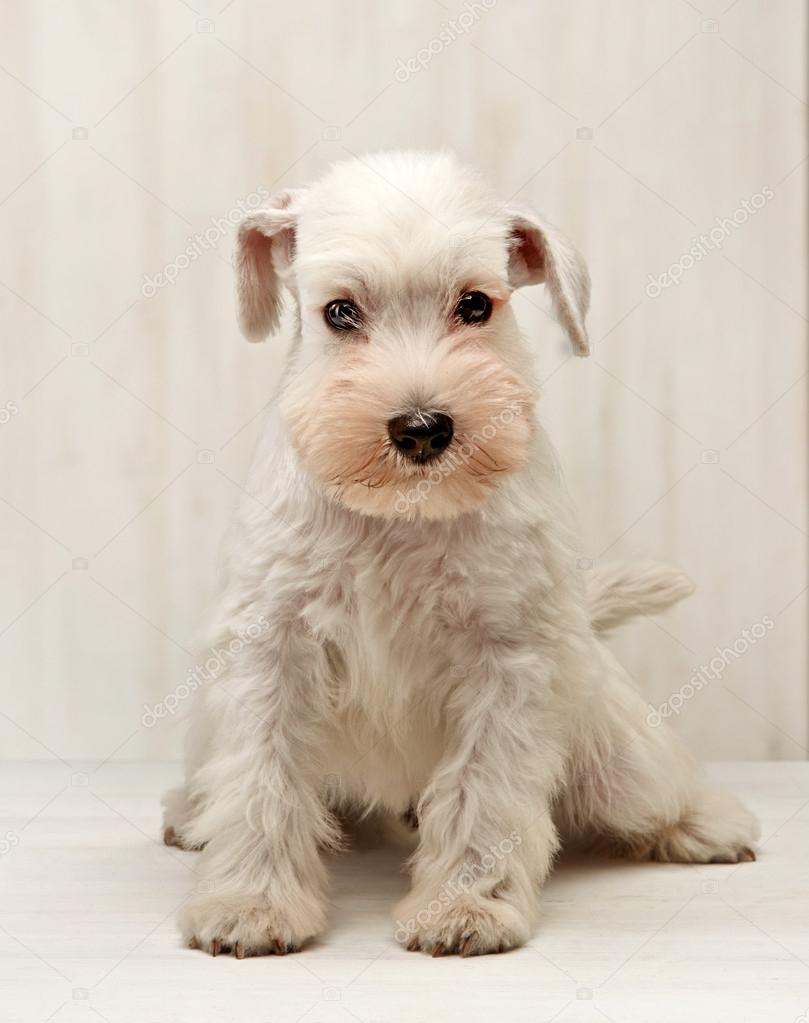Dvärgschnauzer valp — Stockfotografi © zmaris 29944601