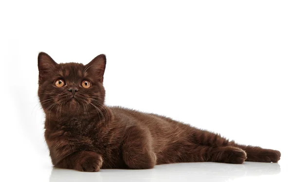 Brown british short hair kitten, 3 month old — Stock Photo, Image