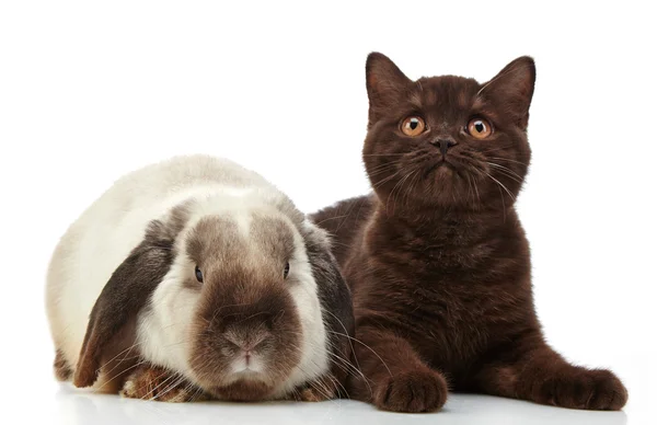 Kitten and rabbit — Stock Photo, Image