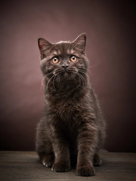Bruin Britse kort haar kitten, 3 maanden oud — Stockfoto