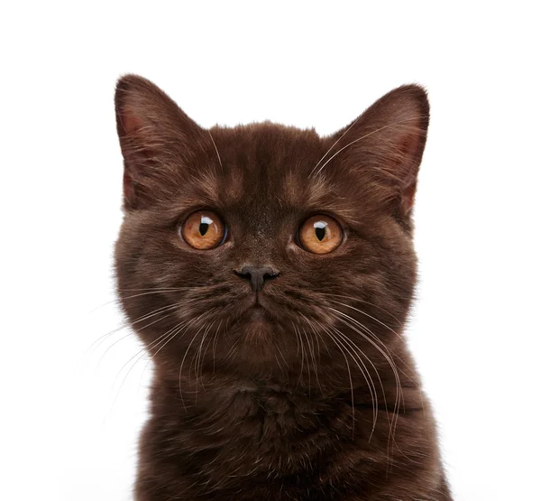 Marrón británico pelo corto gatito, 3 meses de edad —  Fotos de Stock