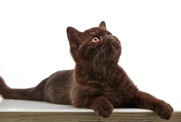 Brown british short hair kitten, 3 month old — Stock Photo, Image