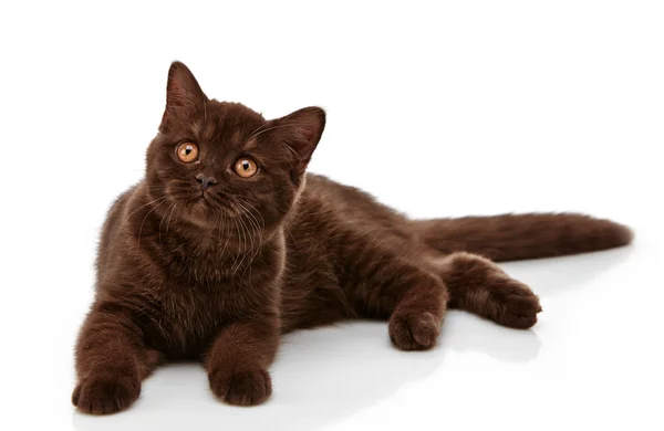 Marrón británico pelo corto gatito, 3 meses de edad —  Fotos de Stock