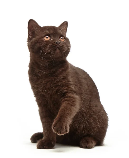 Kotek brytyjski brązowy krótkie włosy, 3 miesiąca życia — Zdjęcie stockowe