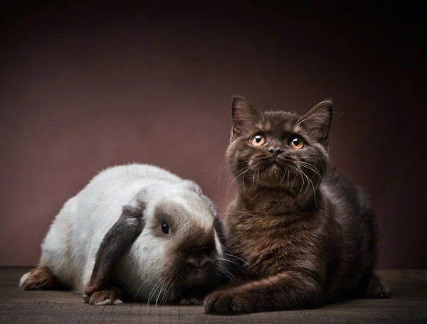 Kitten and rabbit — Stock Photo, Image