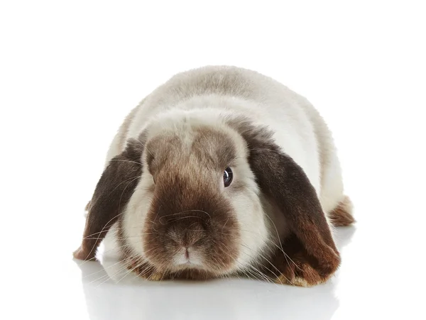 Rabbit — Stock Photo, Image