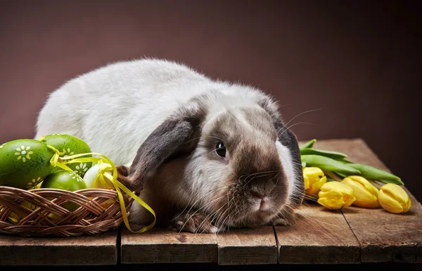 Conejo — Foto de Stock