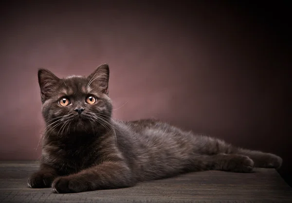 Bruin Britse kort haar kitten, 3 maanden oud — Stockfoto