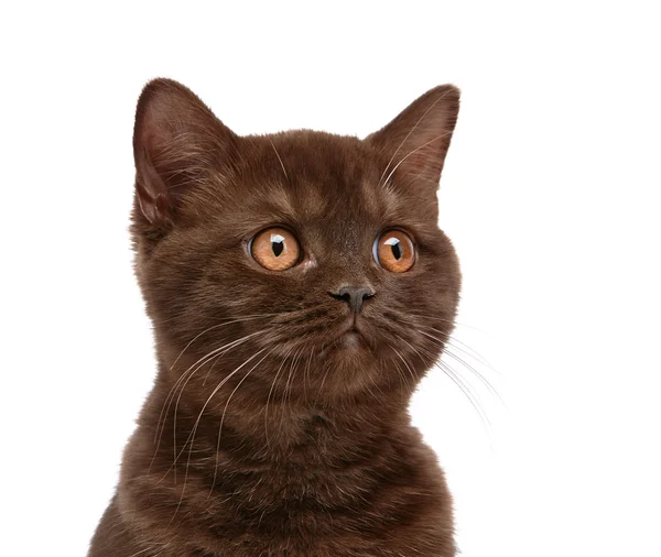 Brown british short hair kitten — Stock Photo, Image