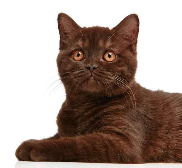 棕色的英国短头发的小猫 — 图库照片