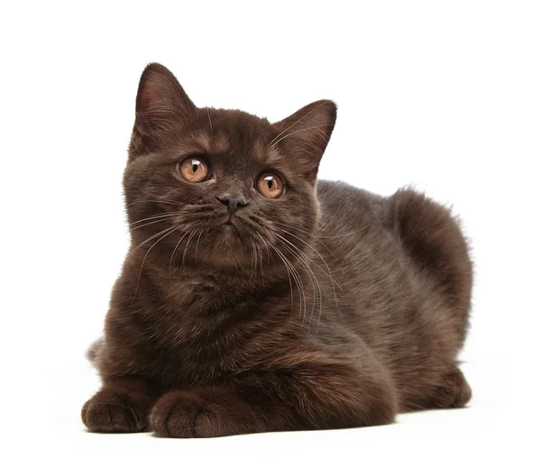 Kot brytyjski brązowy krótkie włosy — Zdjęcie stockowe
