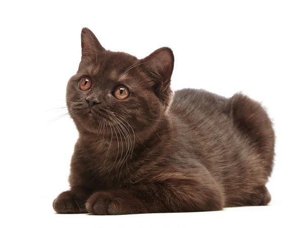 Brown british short hair kitten — Stock Photo, Image