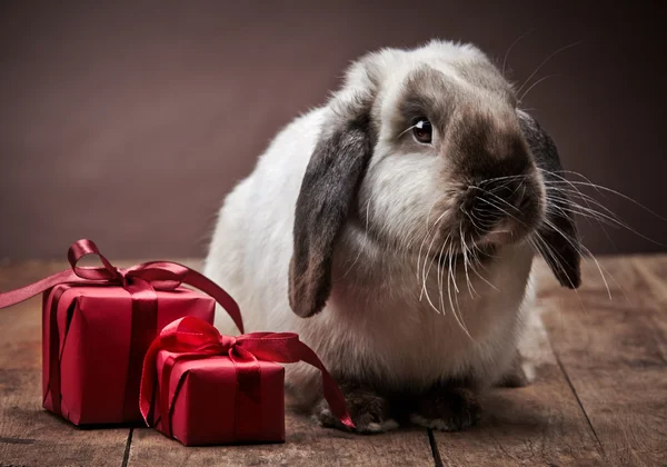 Rabbit and gift boxes — Stock Photo, Image