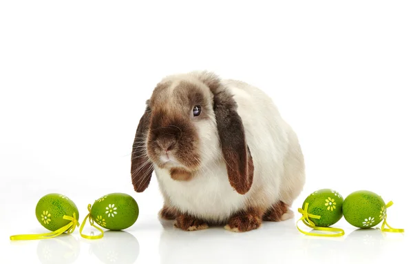 Rabbit and Easter eggs — Stock Photo, Image