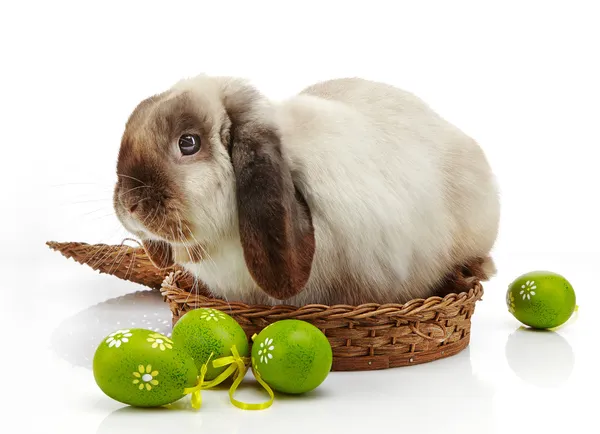 กระต่ายและไข่อีสเตอร์ — ภาพถ่ายสต็อก