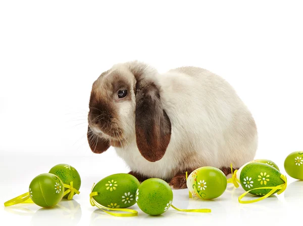 Rabbit and Easter eggs — Stock Photo, Image