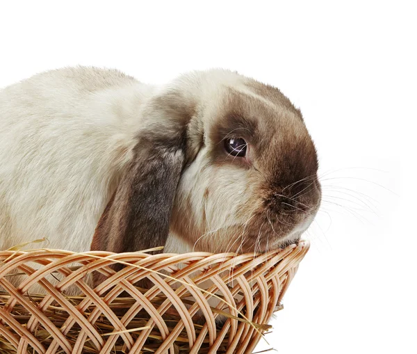 Rabbit in a basket — Stock Photo, Image