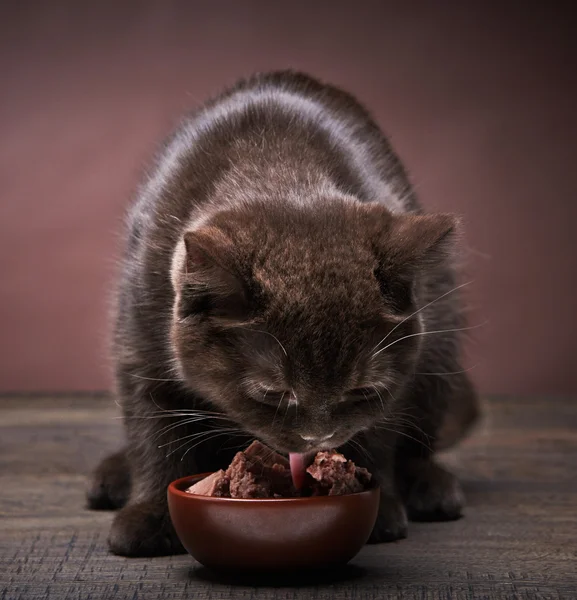 brown kitten and cat food