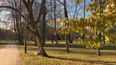 Rüzgar ağacın yapraklarını savurur. Parktaki güzel altın sonbahar manzarası