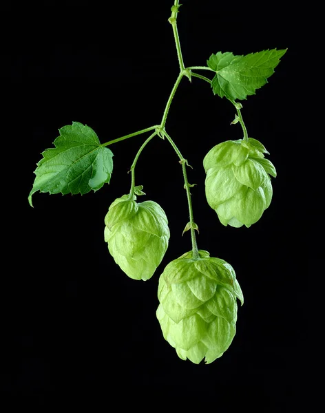 Verse Groene Hop Plant Kegels Macro Geïsoleerd Zwarte Achtergrond Rechtenvrije Stockafbeeldingen