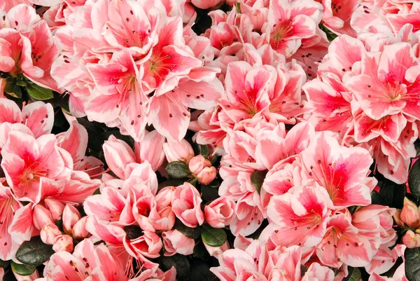 Flower background — Stock Photo, Image