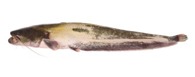 meerval op wit (uitknippad)