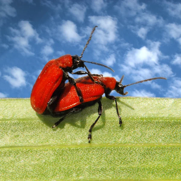 Kırmızı böcekler birbirlerine sevgi dolu — Stok fotoğraf
