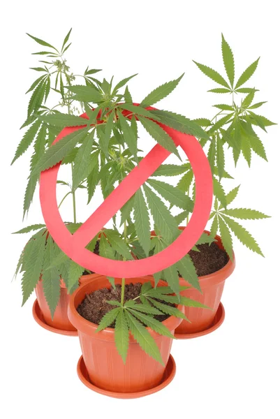 Verbot von Hanf (Cannabis) Drogen — Stockfoto