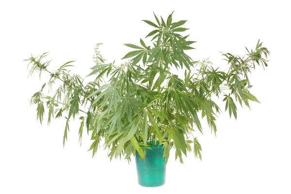Hemp (cannabis) in the bucket — Stock Photo, Image
