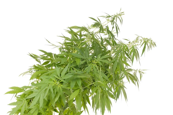 Hanf (Cannabis)) — Stockfoto