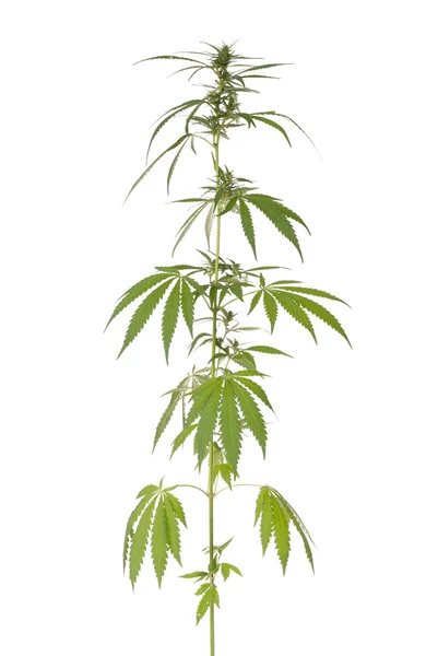 Hanf (Cannabis)) — Stockfoto