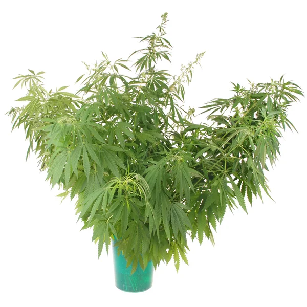 Kender (cannabis) a vödör — Stock Fotó