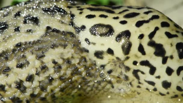 Limax Maximus Leopard Slug Great Grey Slug Keeled Slug Slug — Stock Video