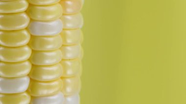 Sarı arka planda mısır kulağı, aşırı makro çekim. Onur tahılları henüz olgunlaşmadı. Sağ tarafta boş yer var. 4K UHD video görüntüsü 3840X2160.