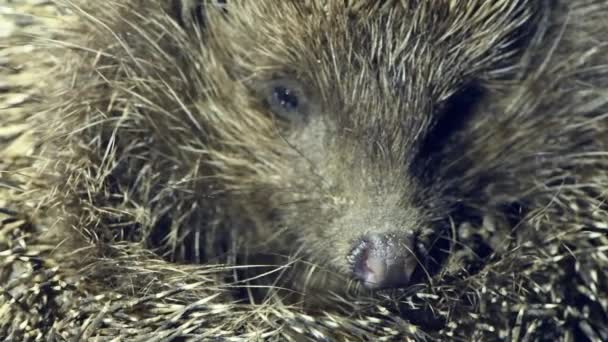 Hedgehog Agulha Animal Selvagem Retrato Perto Imagens Vídeo Uhd 3840X2160 — Vídeo de Stock