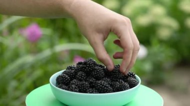 Adam böğürtlenleri tabağa koyar. Bir tabak böğürtlen, parlayan bir bahçenin arka planında döner. Yan görüş. 4K UHD video görüntüsü 3840X2160.