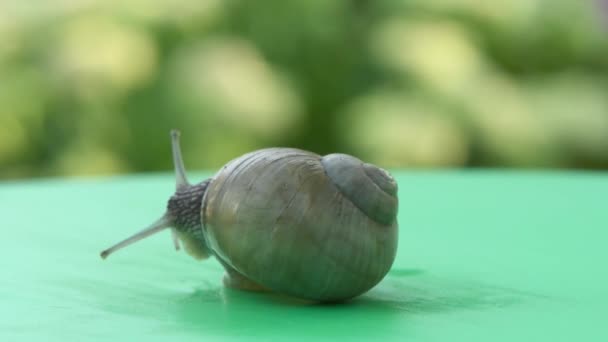 Escargot Sur Fond Rotation Verte Vue Latérale Vidéo Uhd 3840X2160 — Video