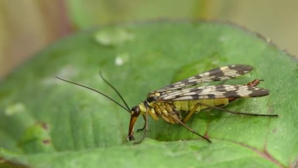 Common Scorpionfly Mecoptera Panorpidae Panorpa Communis Eats Green Leaf Uhd — Stock Video