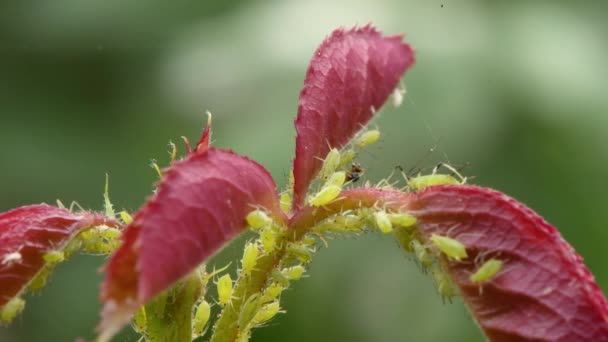 Aphids Folhas Rosa Imagens Vídeo Uhd 3840X2160 — Vídeo de Stock