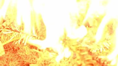 Yanan turuncu ve kırmızı közler. Cırlayan cırcır böceklerinin sesini içeriyor. Yan görüş. 4K UHD video görüntüsü 3840X2160