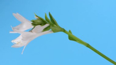 Hosta plantaginea ya da kuşkonmaz familyasından nilüferler, mavi üzerine beyaz çiçek. Seçici odaklanma. Yakın plan. 4K UHD video görüntüsü 3840X2160.