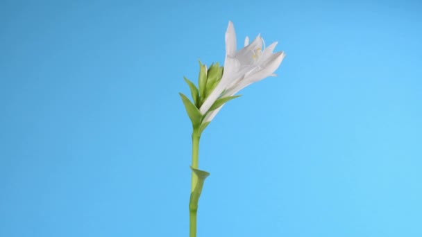 Hosta Plantaginea Weegbree Lelies Uit Asparagaceae Familie Witte Bloeiende Bloem — Stockvideo