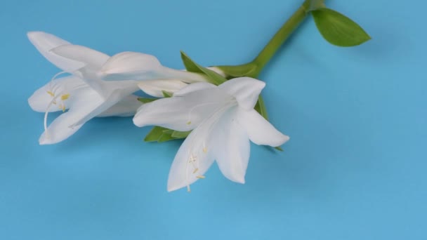 Hosta Plantaginea Kuşkonmaz Familyasından Nilüferler Mavi Üzerine Beyaz Çiçek Seçici — Stok video