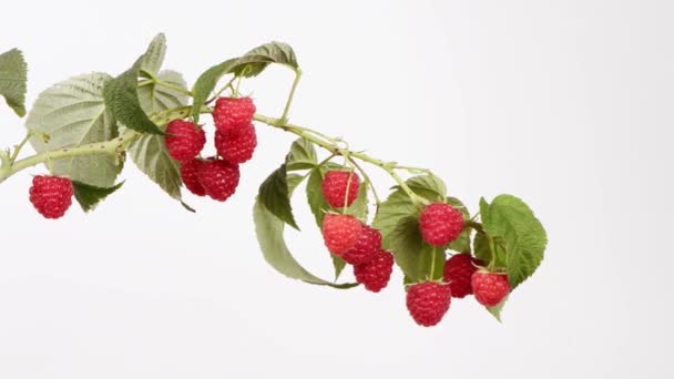 Branche Framboise Sur Blanc Vue Latérale Vidéo Uhd 3840X2160 — Video