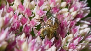 Sedum çiçeğiyle beslenen bal arısı. Yan görüş. 4K UHD video görüntüsü 3840X2160.