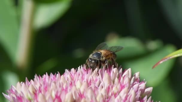 ミツバチはセダムの花に餌をやる サイドビュー Uhdビデオ映像3840X2160 — ストック動画