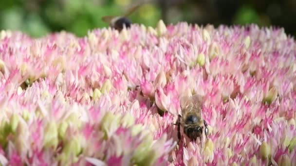 ミツバチはセダムの花に餌をやる サイドビュー Uhdビデオ映像3840X2160 — ストック動画