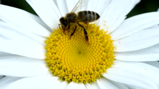 Bee Daisy Flower Bee Collects Nectar Daisy Flowers Boční Pohled — Stock video