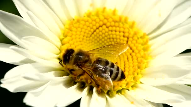 Бджола Квітці Дейзі Бджола Збирає Нектар Квітку Дейзі Сторона Зору — стокове відео