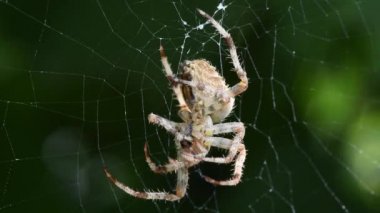 Ağ üzerinde koyu renkli Kahverengi Denizci Örümcek (Neoscona nautica). Yan görüş. 4K UHD video görüntüsü 3840X2160.